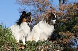 EPAGNEUL PAPILLON et PHALENE 001